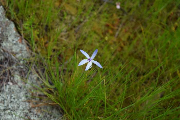 Cyanicula - Orchid-blue-fairy-3-Orchid-Ridge-Sep-2018p0002.JPG